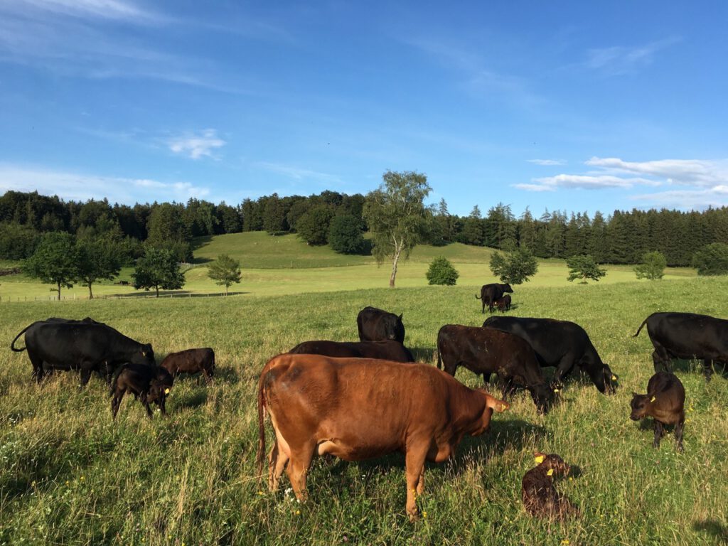 Mutterkuhhaltung Bio Angus