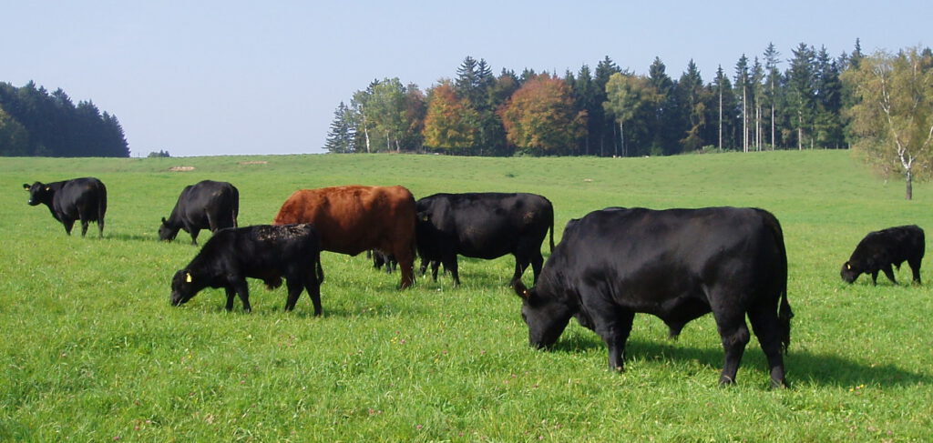 Bio Angus Weiderind